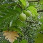 IMG_20250731_021718