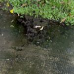 berminyak di selokan Kp Cikupa Induk Kelurahan Sukamulya Kec. Cikupa (foto: Ist)